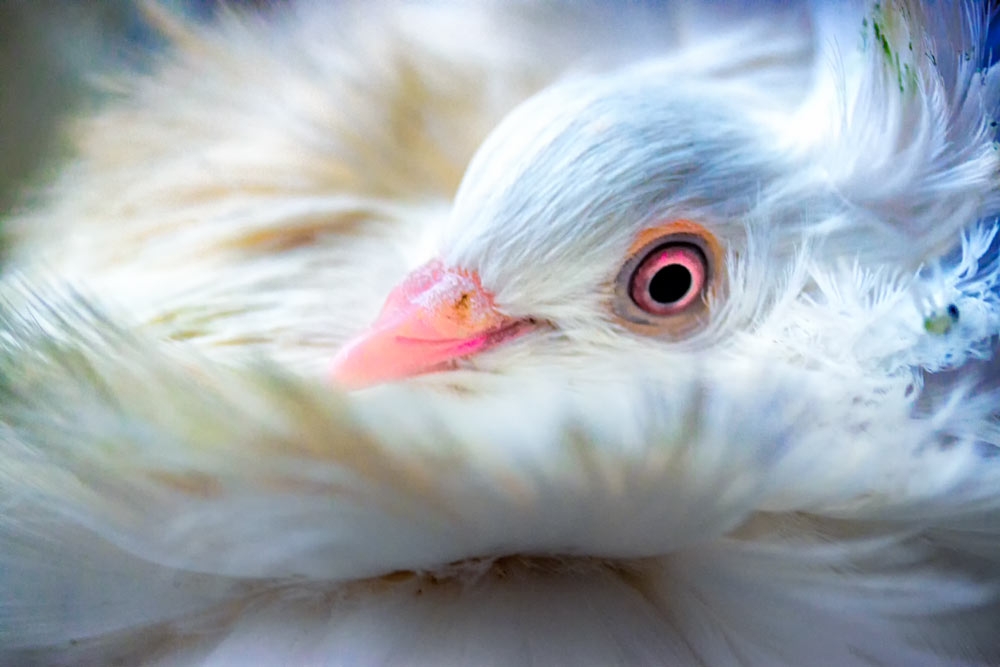 White Jacobin Pigeon