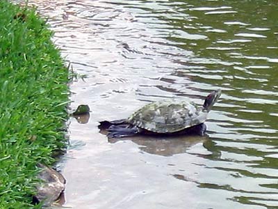 Medium-sized minion practices yoga in the early morning sun.