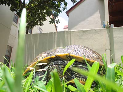 Turtle assassin in traditional combat helmet awaits his victim.