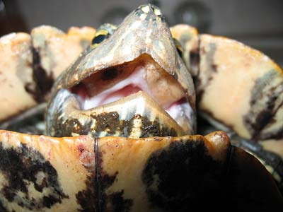 Blood-crazed turtle attacks!