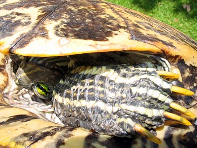 Captured, he retracts his razor sharp talons of death.