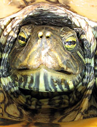 Red eared slider