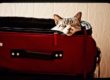 cat in a suitcase