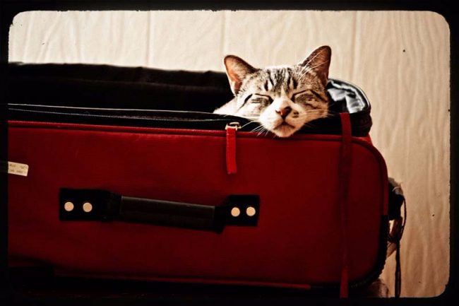 cat in a suitcase