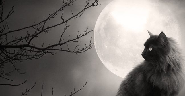 I Want my Meat - a cat story