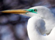 Great Egret - Close Up