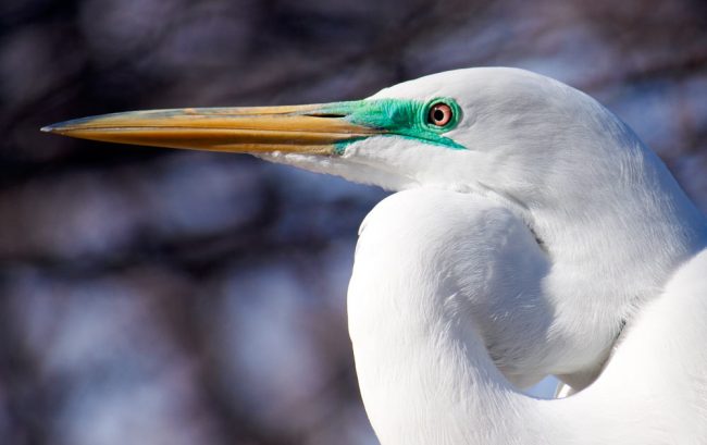 Great Egret - Close Up
